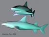 Shark 3D model